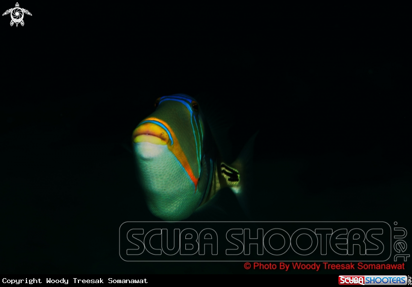 A Picasso Triggerfish