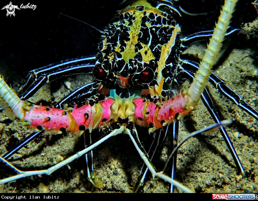 A  Painted spiny Lobster
