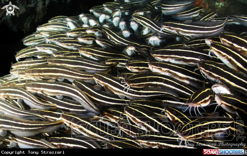 A Striped catfish