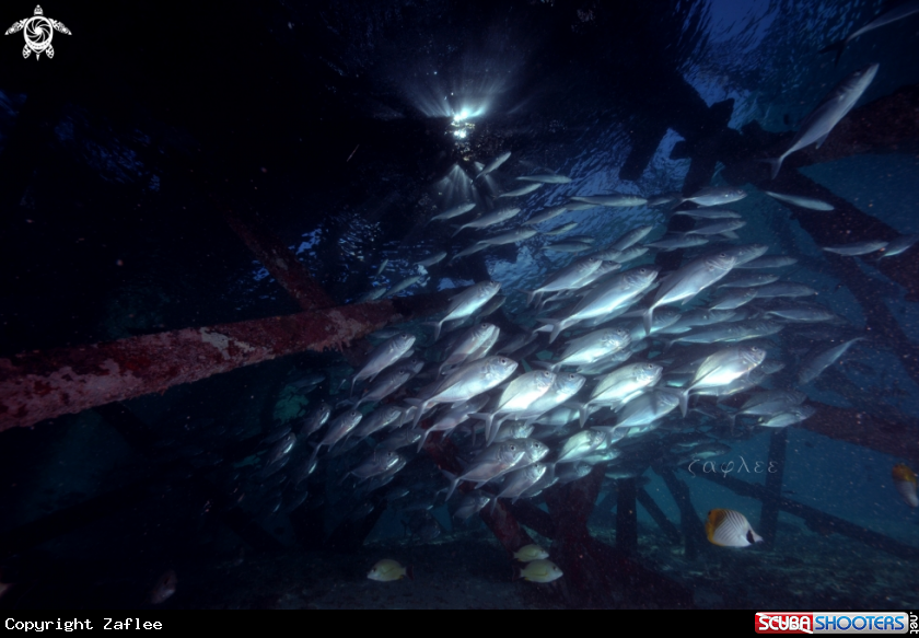 A School of Jacks
