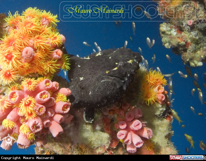 A underwater creature