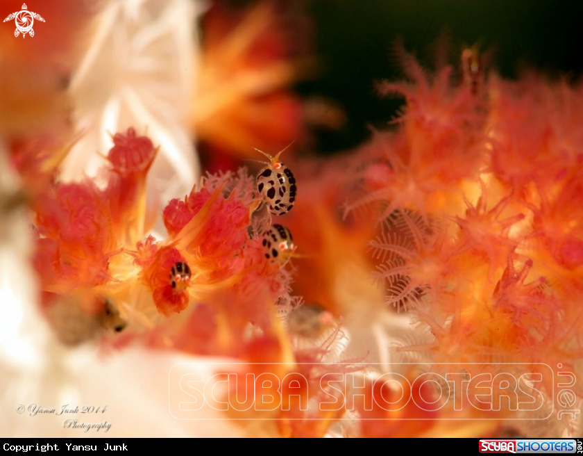 A Lady bugs