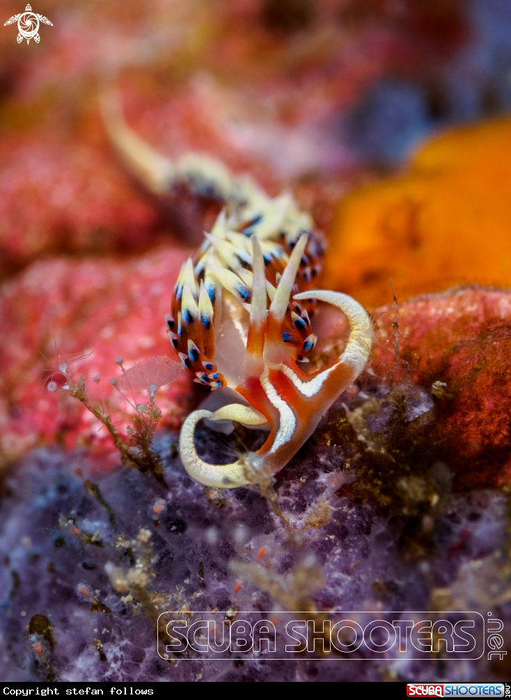 A Nudibranch