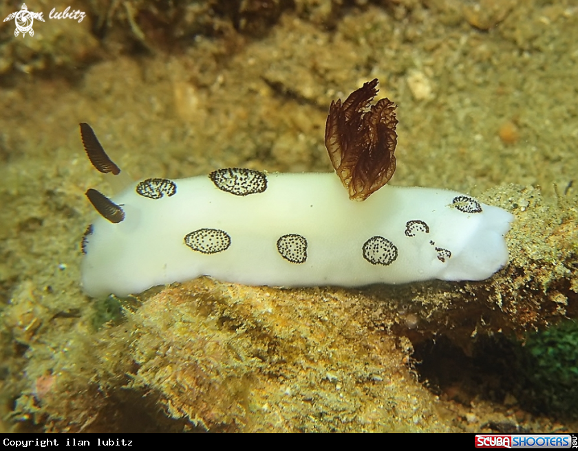 A Jorunna Nudibranch 