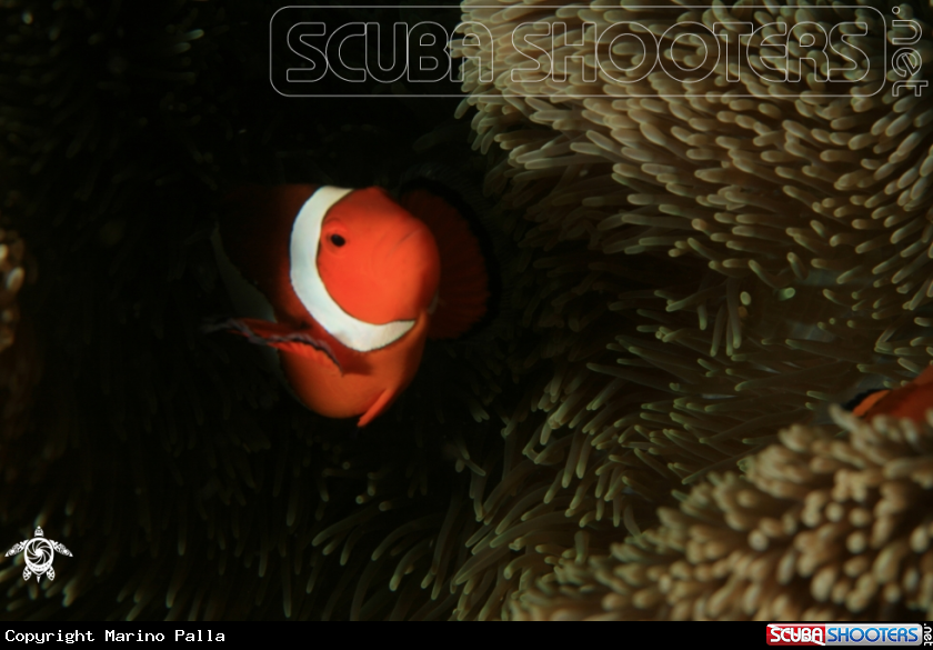 A anemone fish