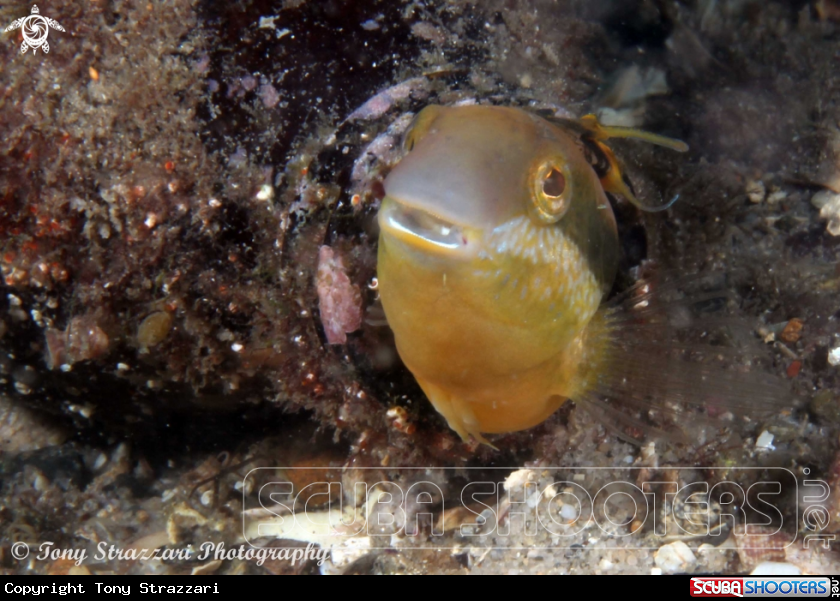 A Brown Sabretooth Blenny 