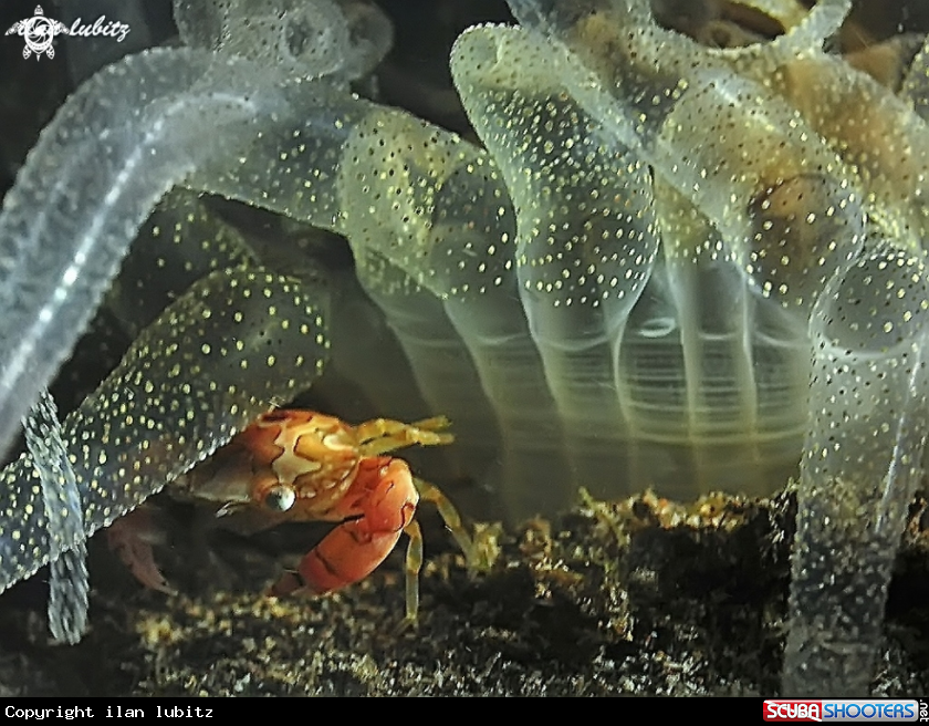 A  Swimmer crab