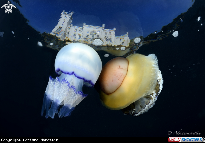A Cassiopea mediterranea and Rhyzostoma pulmo under Miramare Castle.