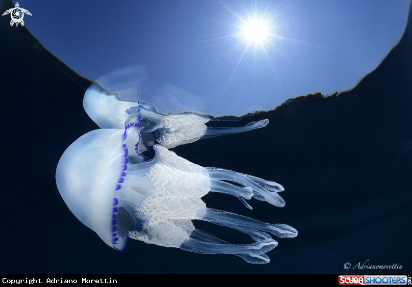 A Medusa polmone di mare riflessa
