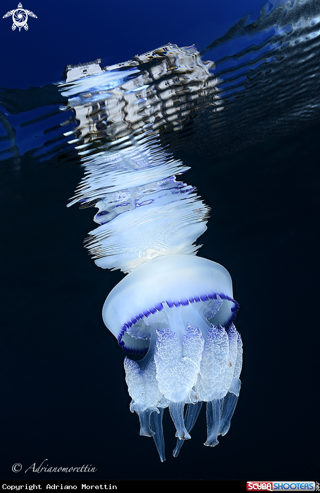 A Rhyzostoma pulmo under Miramare Castle
