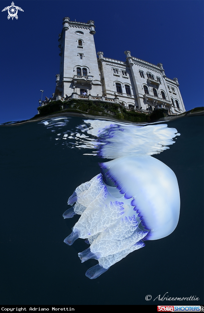 A Rhyzostoma pulmo under Miramare Castle