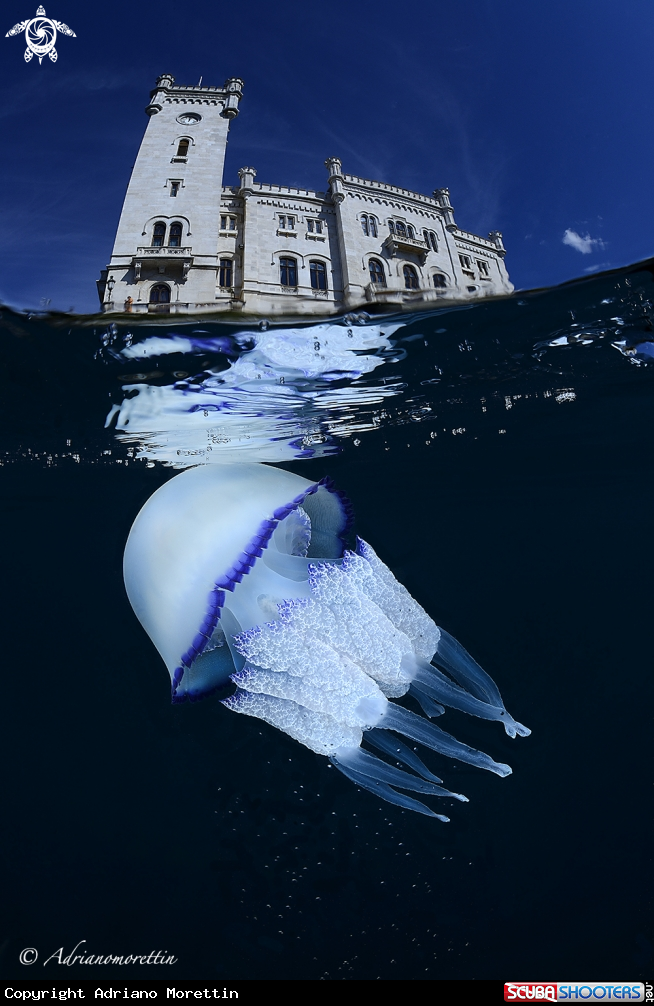 A Rhyzostoma pulmo under Miramare Castle