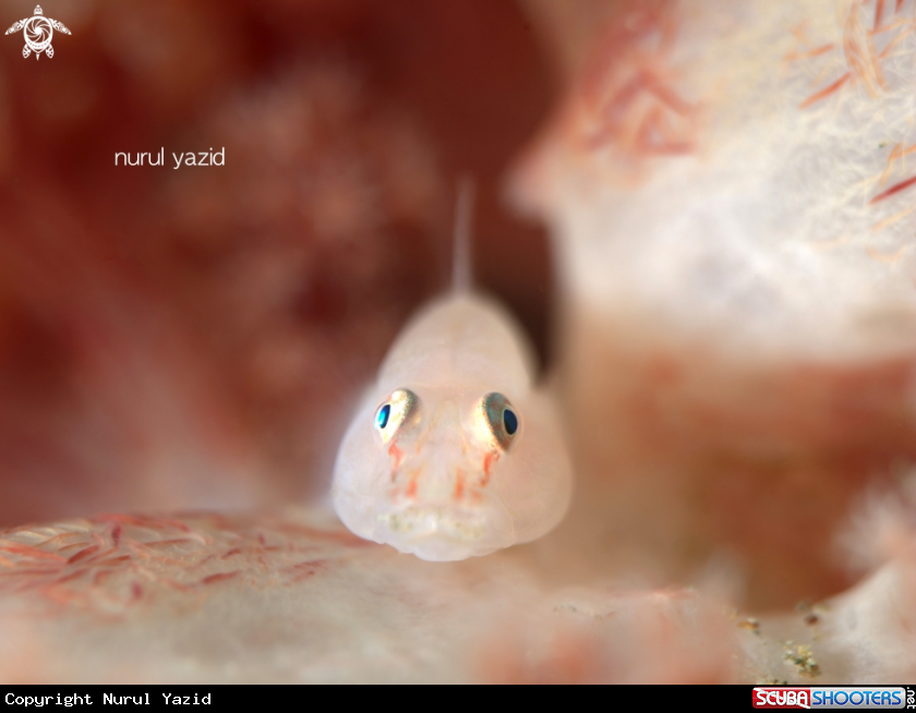A Ghost Goby