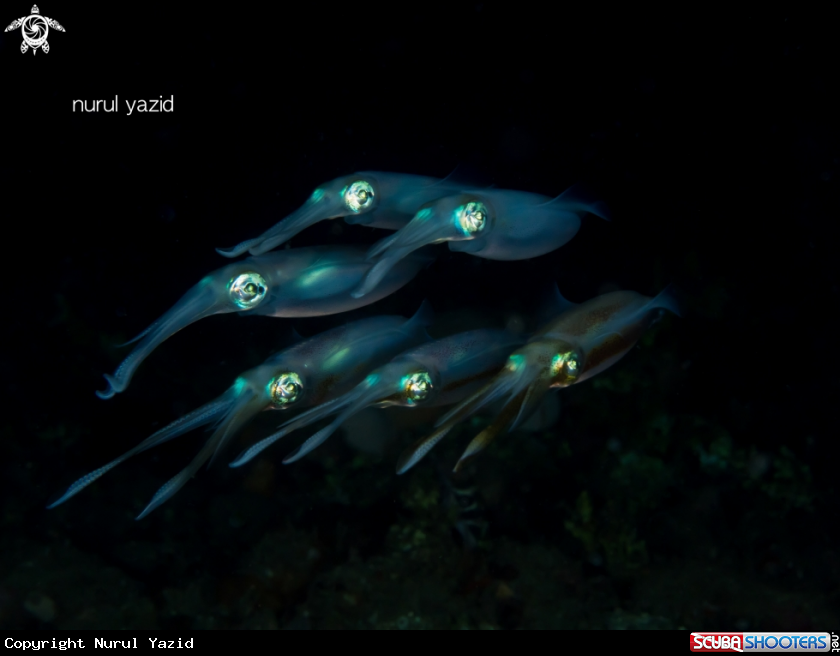A Bigfin reef squid