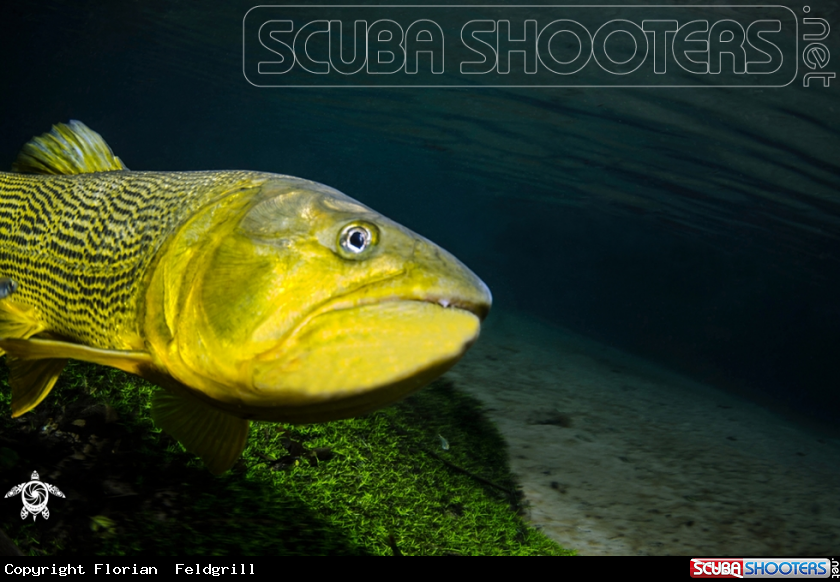 A Freshwater Brasilia 
