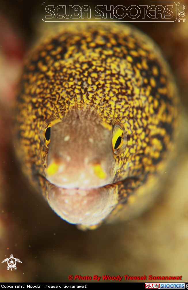 A Snowflake Eel