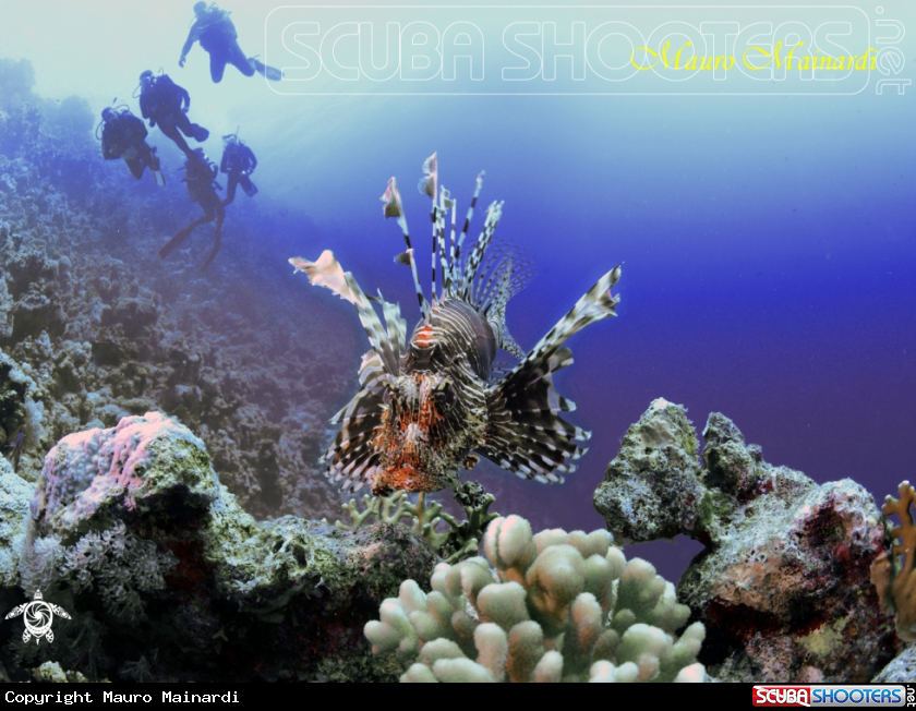 A Lionfish