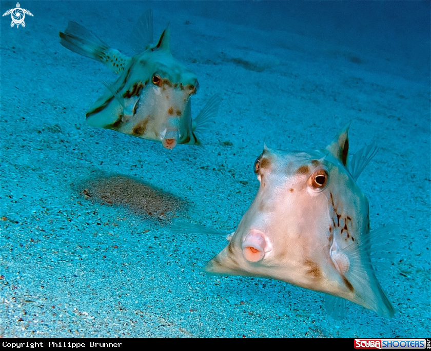 A Cow box fish