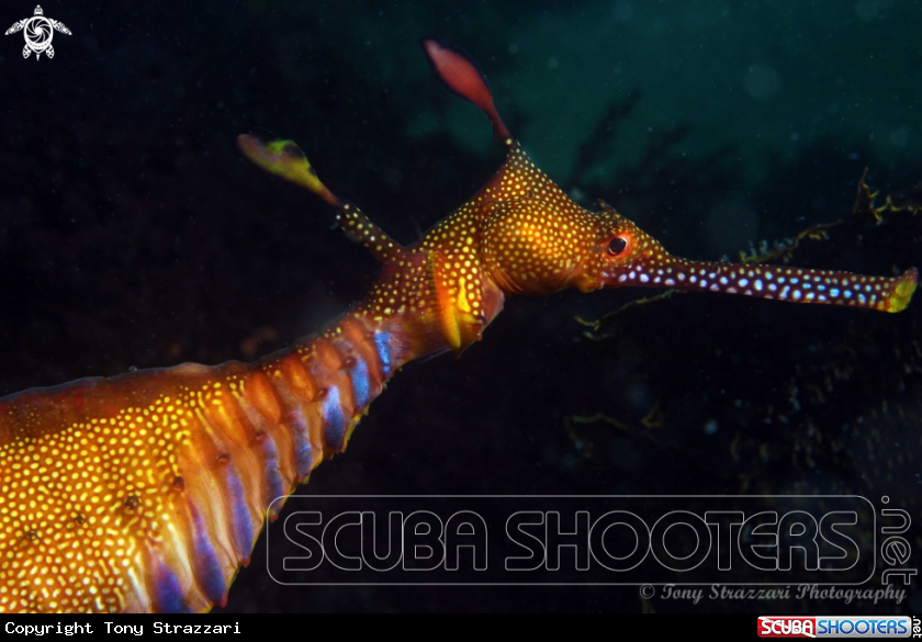 A Weedy seadragon