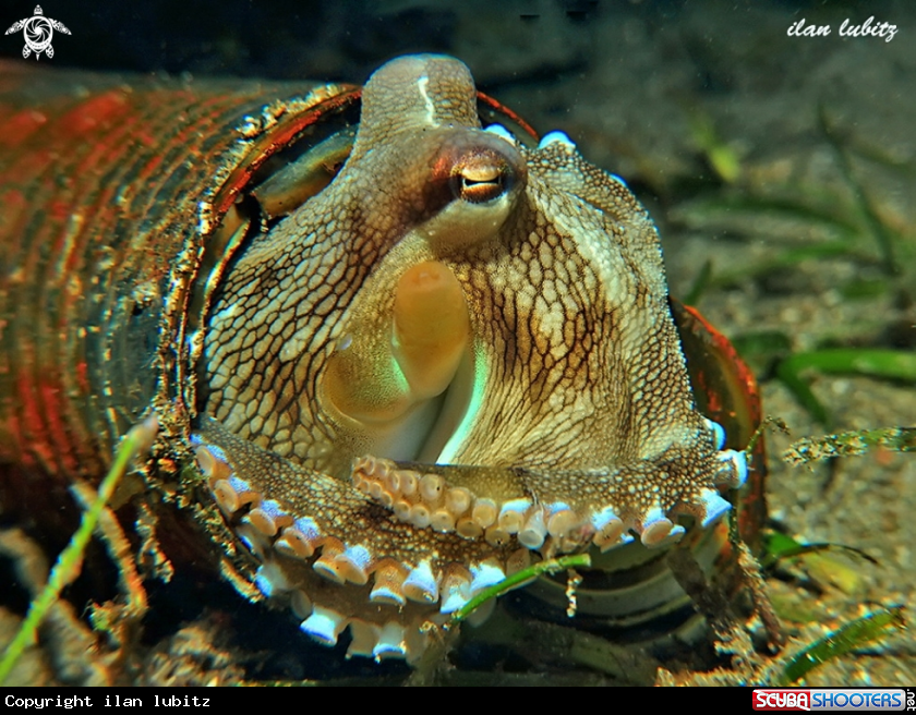 A Octopus