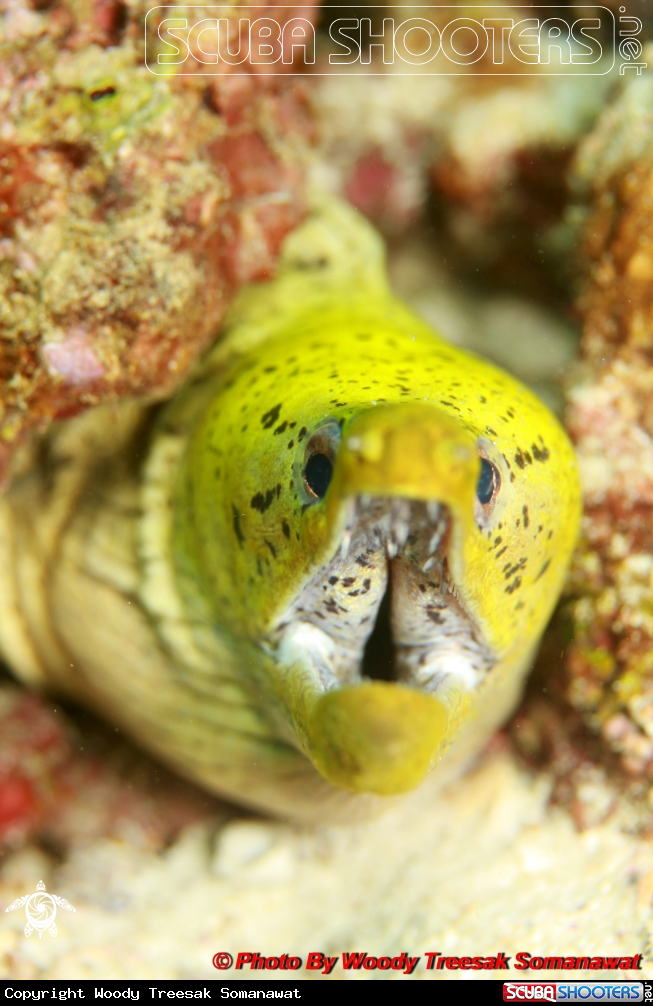 A Fimbriated Moray Eel.