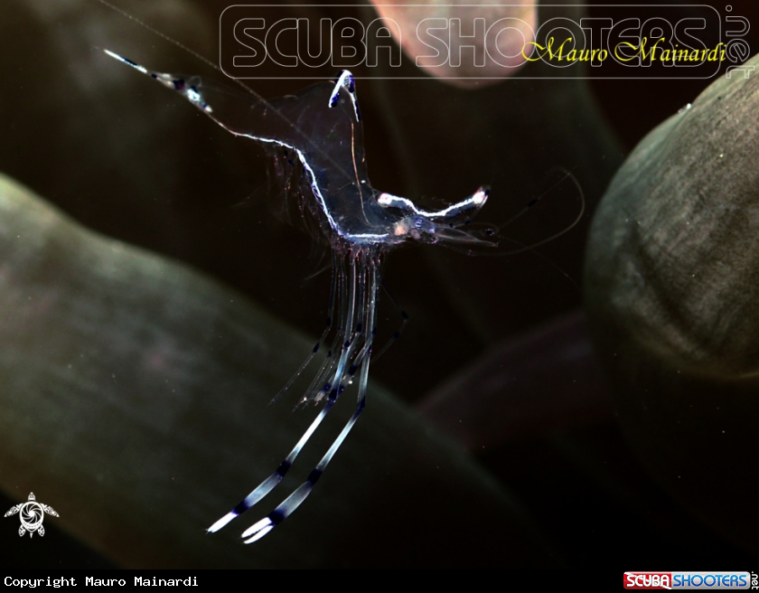A Shrimp