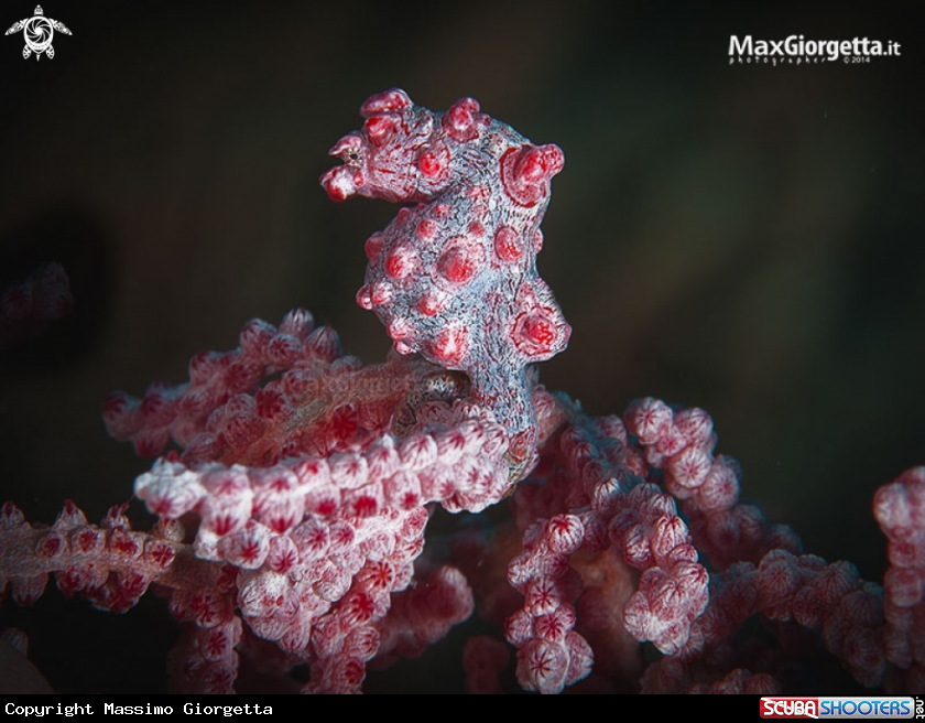 A pigmy sea horse bargibanti
