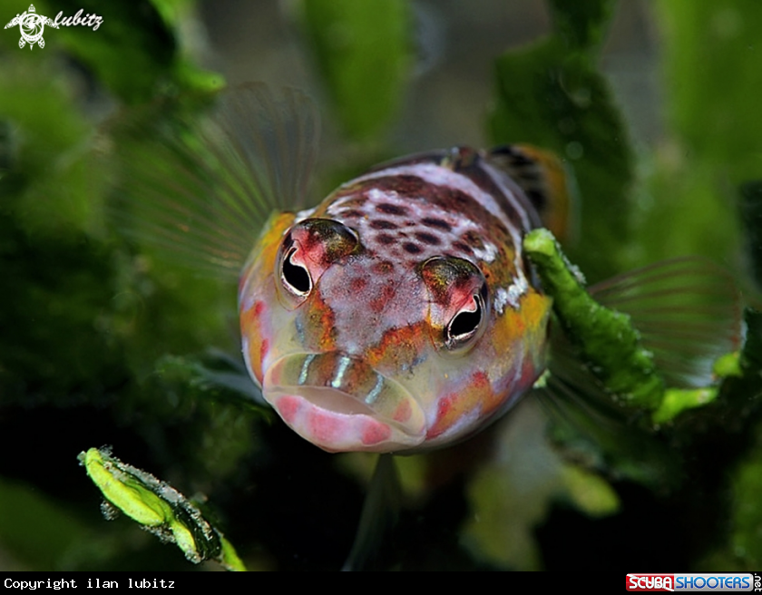 A Dwarf Hawkfish 