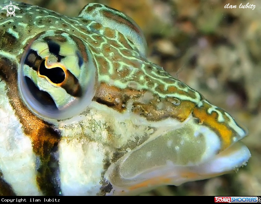 A reef fish Latticed sandperch 