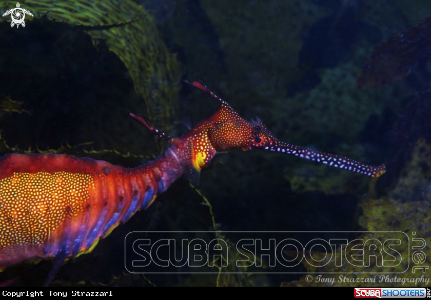 A Weedy seadragon