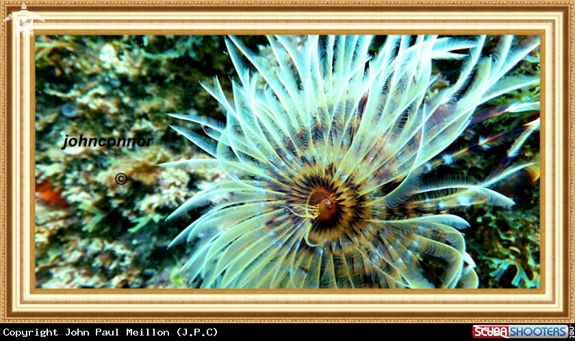 A underwater creature