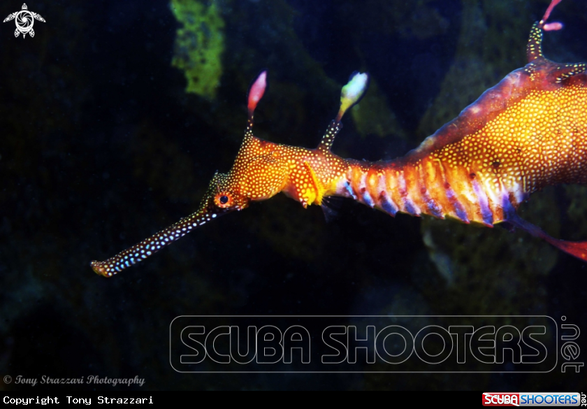A Weedy seadragon