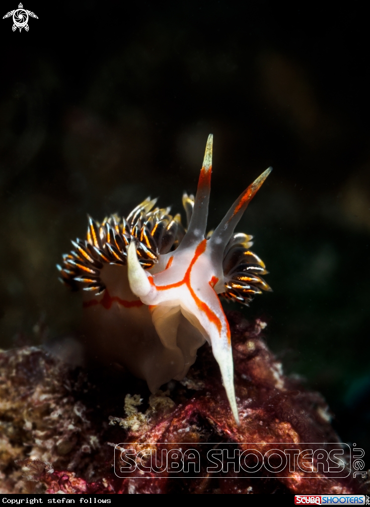 A Nudibranch