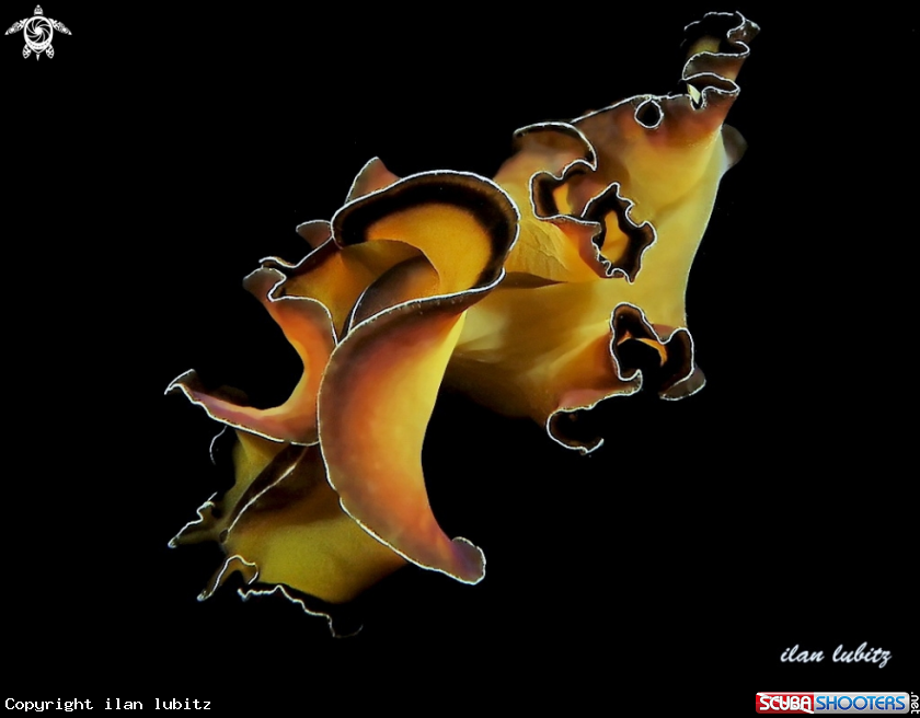 A Flatworm