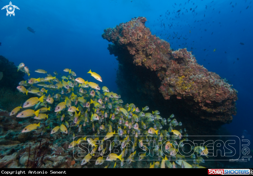 A Maldives