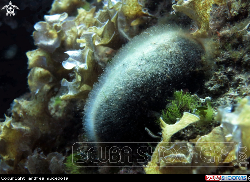 A alga palla verde