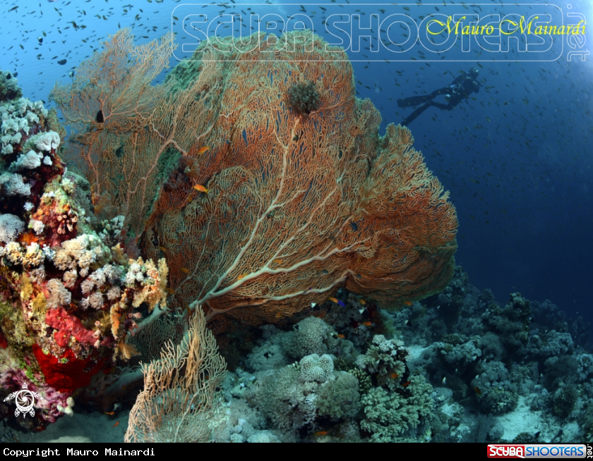 A Gorgonia