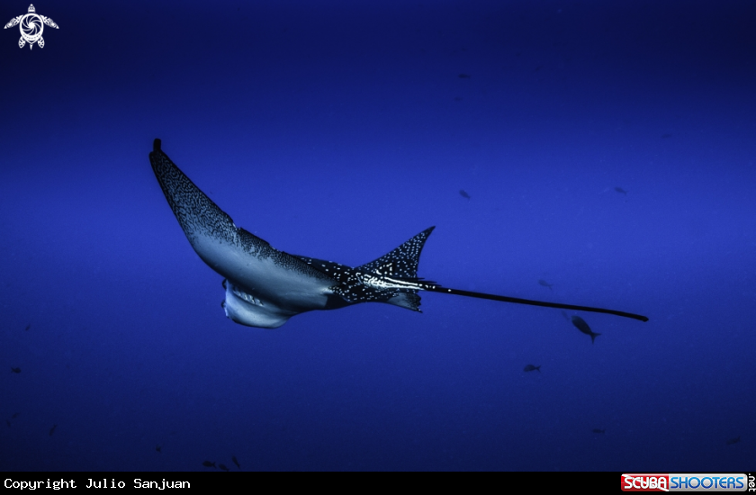 A Eagle Ray