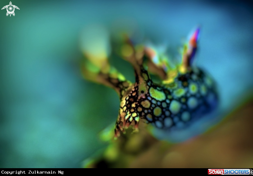 A Nudibranch