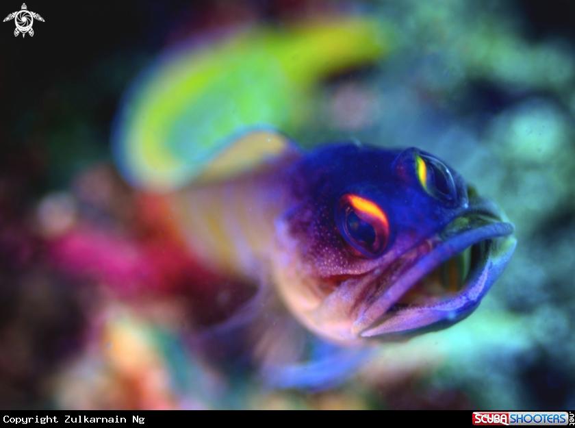A GoldSpec Goby