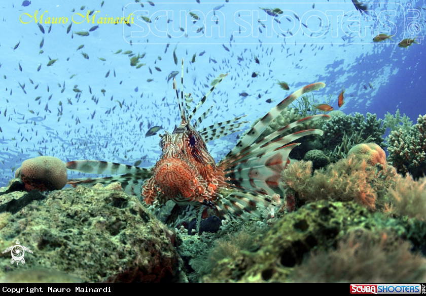 A Lionfish