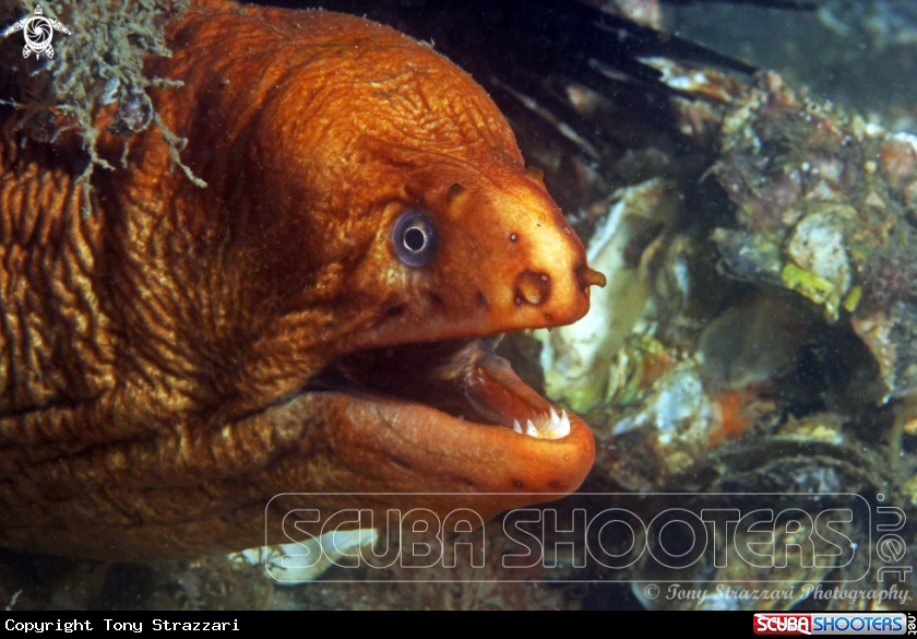 A Green moray