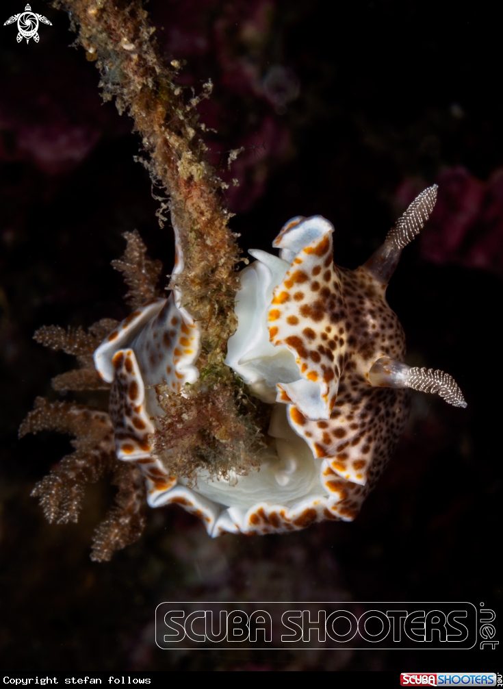 A Nudibranch