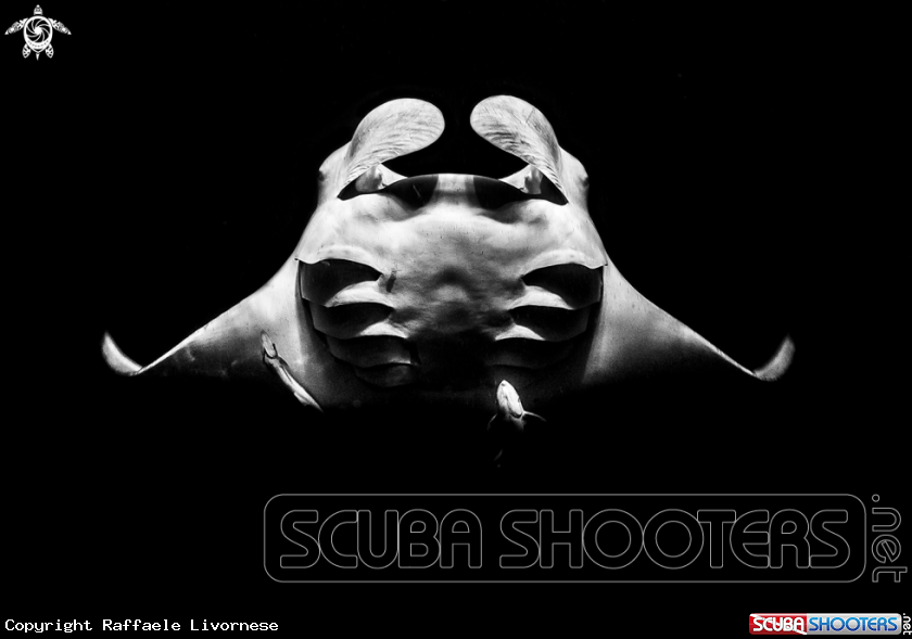 A Manta ray