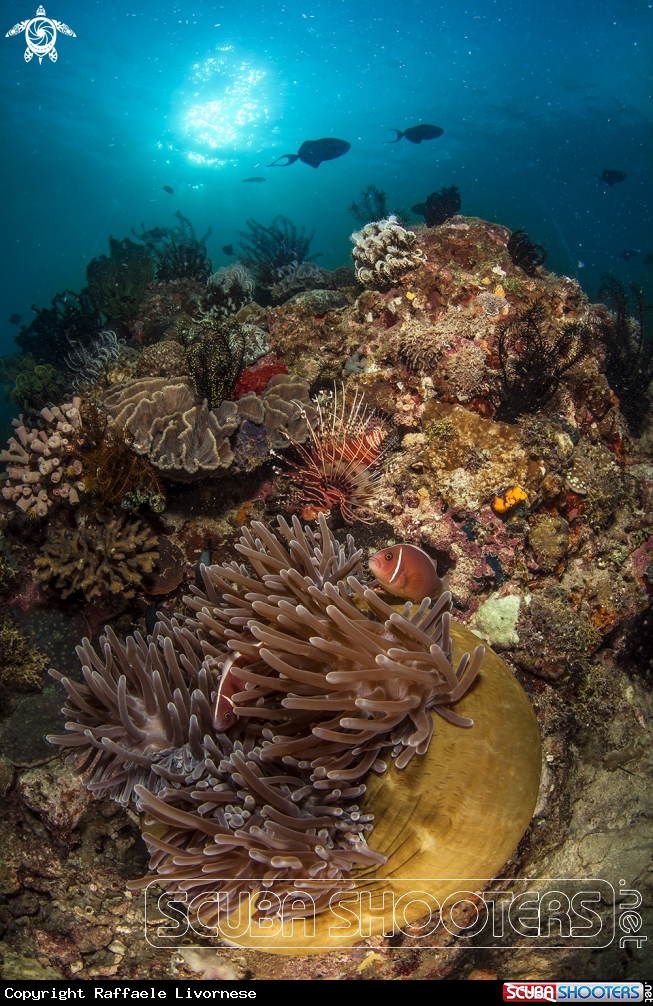 A anemone with clownfishes