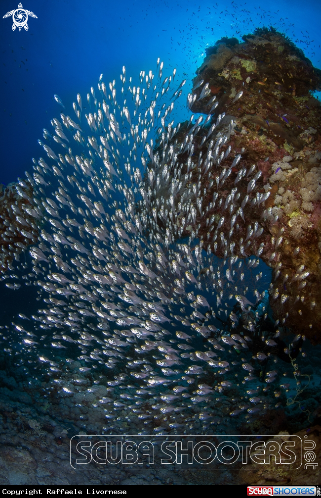 A Glassfishes