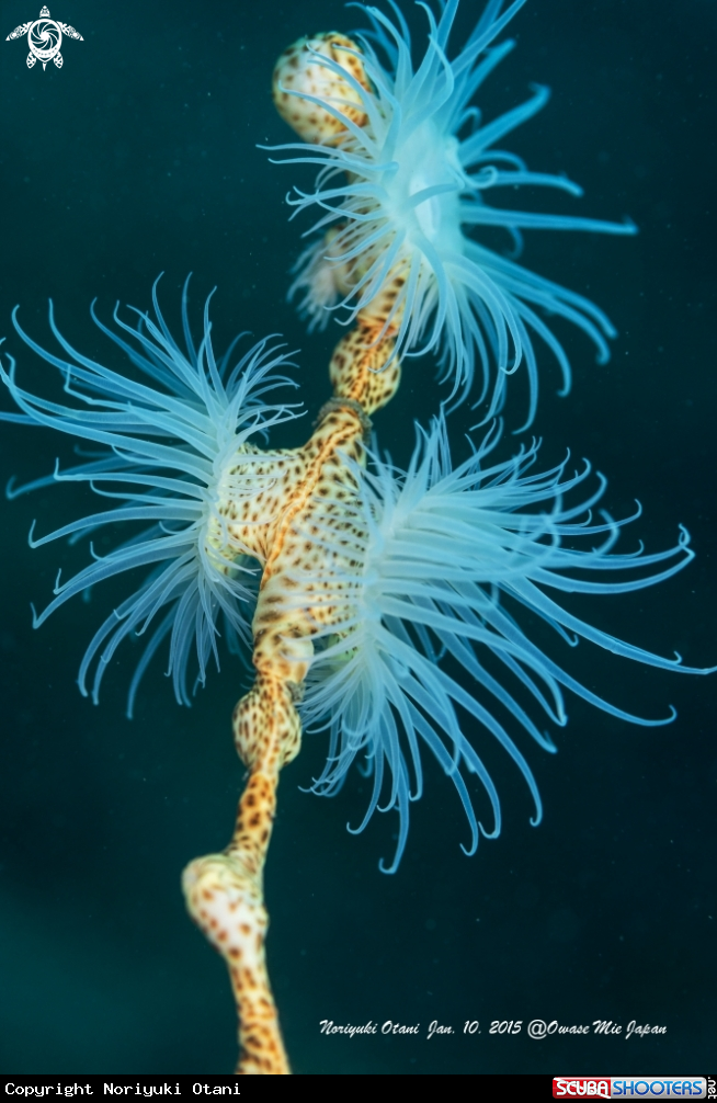 A anemone
