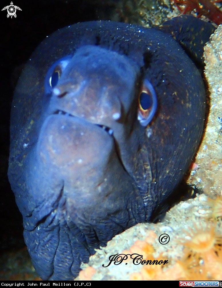 A Mediterranean moray