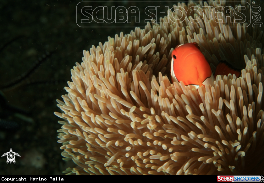 A anemone fish