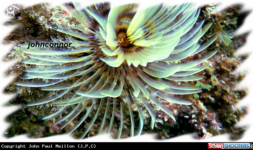 A underwater creature